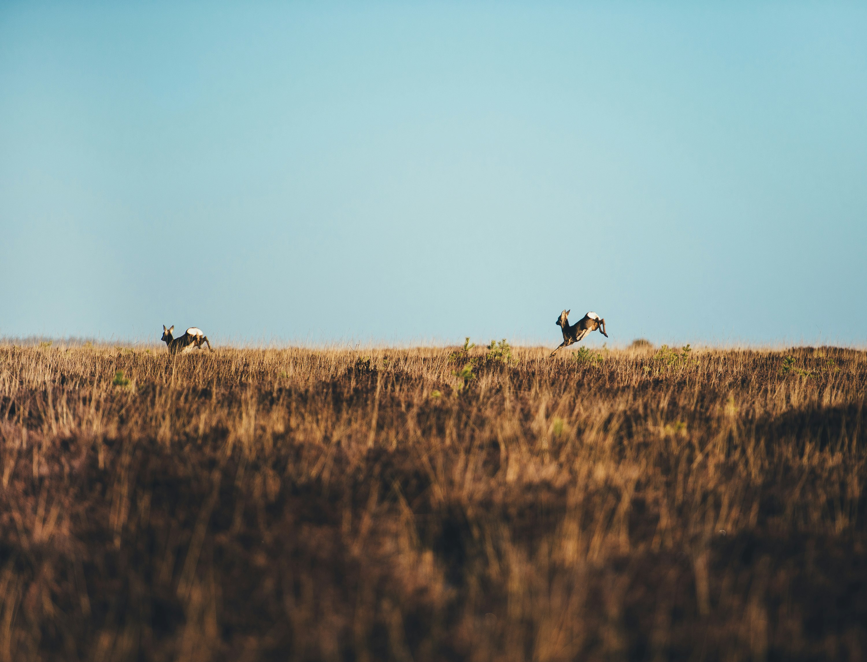 two brown deer running on brown grass field at daytime